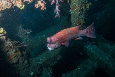 Fish swimming in sea