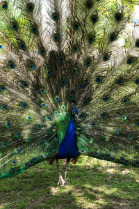 View of a peacock