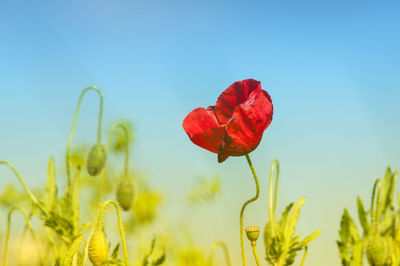 Close-up of red poppy blooming on field against clear sky