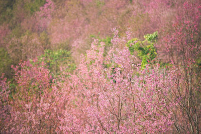 Purple flowering plants on field