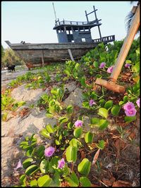 Flowers growing on plant against built structure