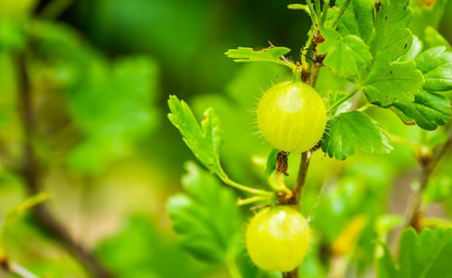 Close-up of yellow flowering plant