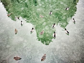 High angle view of people swimming in water