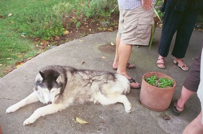 Low section of man with dog