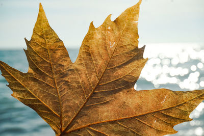 leaf