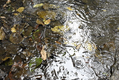 High angle view of rippled water
