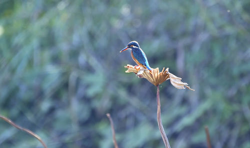 Close-up of a bird perching on a branch