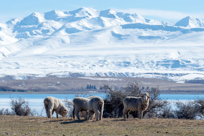 Sheep on field against mountain range