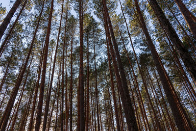 Low angle view of trees in forest