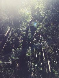 Trees in the dark