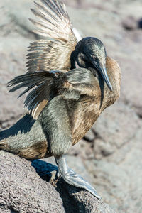 Close-up of flightless cormorant with spread wings on rock