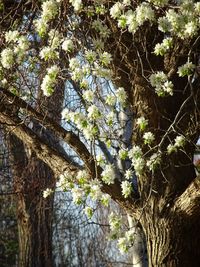 Low angle view of tree