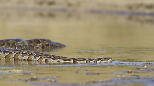 View of ducks swimming in water