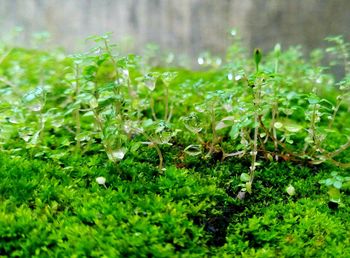 Close-up of wet grass during rainy season