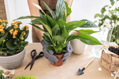 Closeup of female gardener hands in gloves holding pot with houseplant