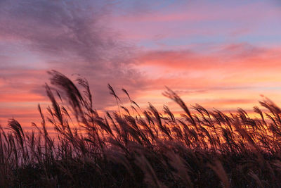 Scenic view of field against sky at sunset