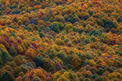 High angle view of trees in forest during autumn