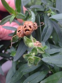 Close-up of flower bud