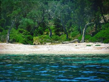 Scenic view of river in forest