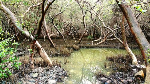 Scenic view of lake in forest