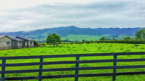 Scenic view of field against sky