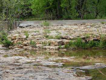 Stream flowing through forest