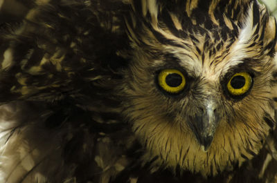 Close-up portrait of owl