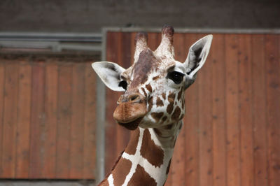 Close-up of giraffe