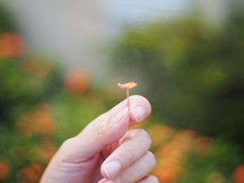 Cropped hand holding tiny flower
