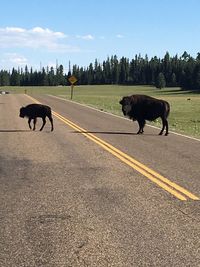 Cows on road against sky