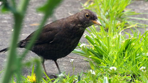 Close-up of a bird perching on a field