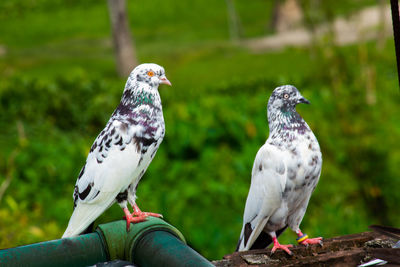 Close-up of pigeons perching on plant