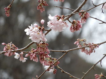 Close-up of cherry blossoms in spring