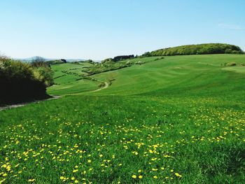 Scenic view of grassy field against cloudy sky