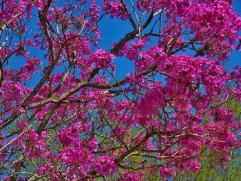 Low angle view of cherry blossom tree