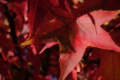 Close-up of maple leaves