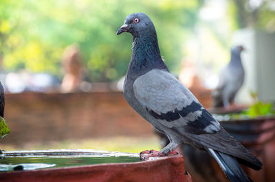 Close-up of pigeon perching