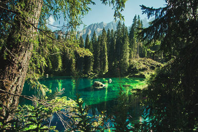 Scenic view of lake against trees in forest