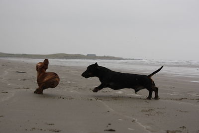 Two dogs on beach