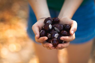 Midsection of woman holding chestnuts