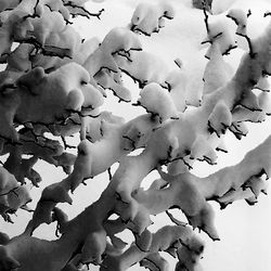 Full frame shot of snow covered tree