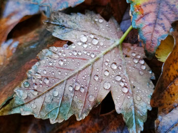 Close-up of wet leaves during rainy season