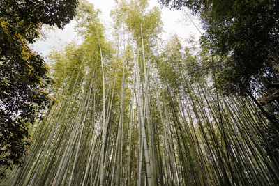 Low angle view of trees in forest. arashiyama bamboo grove in osaka japan