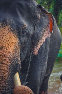 Close-up of elephant