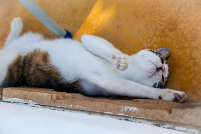 Close-up of cat resting