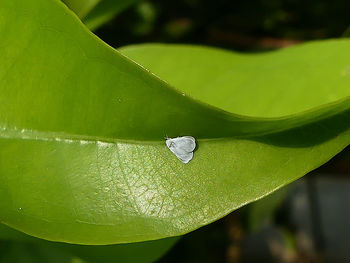 Close-up of leaf with green leaves