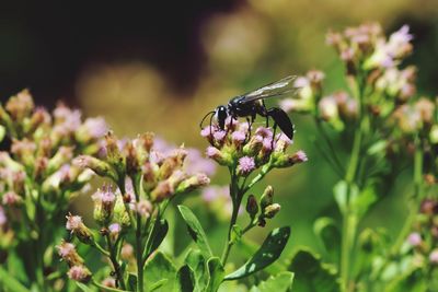 Close-up of bee on flower