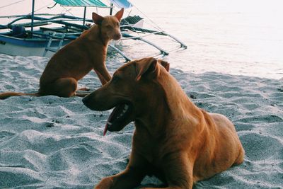 Dog looking at sea shore