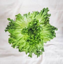 Bright green organic romaine lettuce