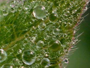 Close-up of water drops on cactus